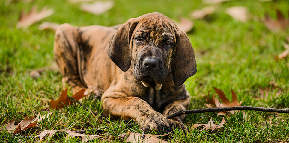 Fila Brasileiro Zoocial Pl   4 Fila Brasileiro 